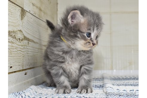 成約済の愛知県のサイベリアン-94034の6枚目
